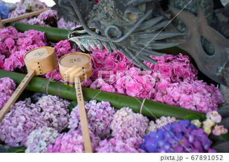 楊谷寺の花手水 67891052