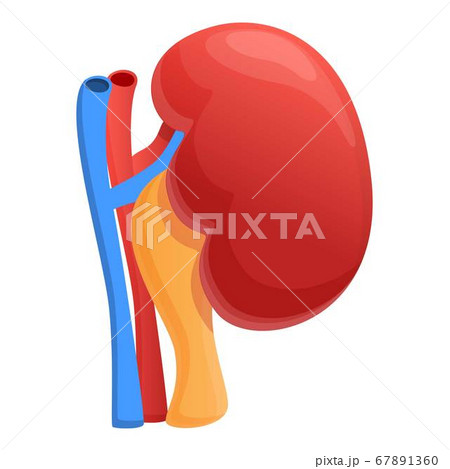 Urinary kidney icon, cartoon style Urinary kidney icon, cartoon style 67891360