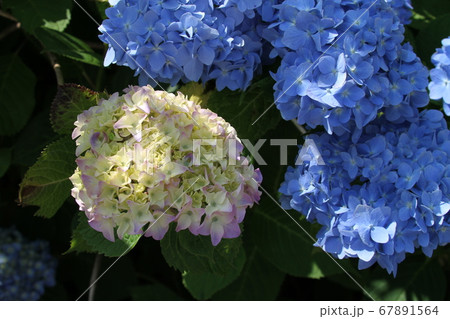 アジサイ 67891564