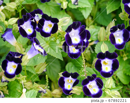 ムラサキの花が美しいトレニアの写真素材