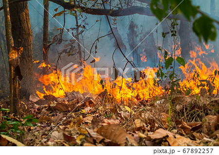Rain forest fire disaster is burning caused by Rain forest fire disaster is burning caused by 67892257