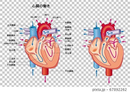 心臓の働きのイラスト素材