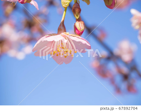 晴れた青い空と早咲きの河津桜のクローズアップ 67892704