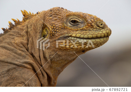 Iguana Of The Galapagos Islands - Stock Photo [67892721] - Pixta