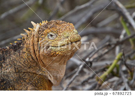 ガラパゴス諸島のイグアナの写真素材