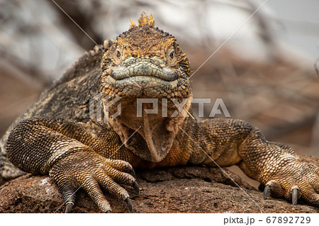 Iguana Of The Galapagos Islands - Stock Photo [67892729] - Pixta