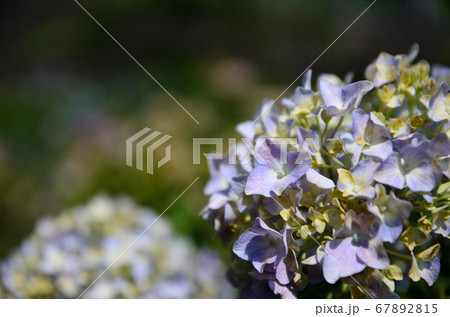 紫陽花の花 紫陽花の花 67892815