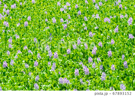 ホテイアオイ 67893152