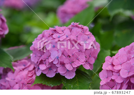 府中　郷土の森公園　アジサイ  67893247