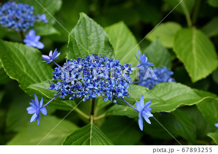 府中 郷土の森公園 アジサイ 府中 郷土の森公園 アジサイ 67893255