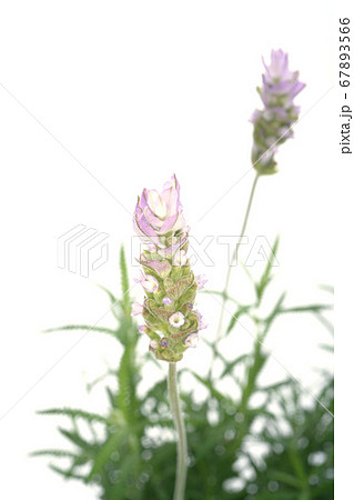 デンタータラベンダー 67893566