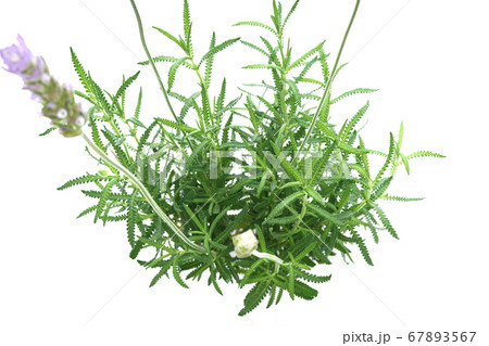 デンタータラベンダー デンタータラベンダー 67893567