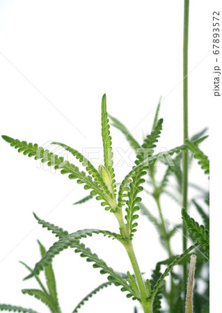 デンタータラベンダー 67893572