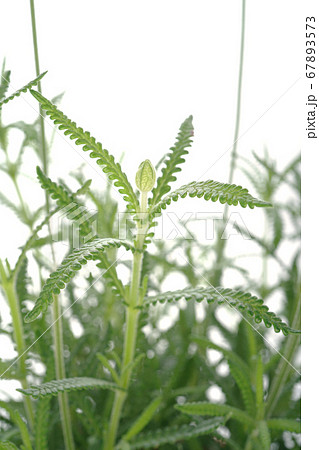 デンタータラベンダー デンタータラベンダー 67893573