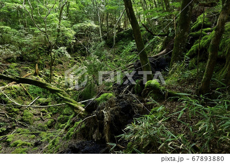 富士山麓青木ヶ原樹海の貞観噴火の火口列 富士山麓青木ヶ原樹海の貞観噴火の火口列 67893880