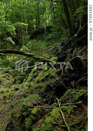 富士山麓青木ヶ原樹海の貞観噴火の火口列 67893882
