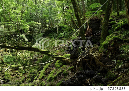 富士山麓青木ヶ原樹海の貞観噴火の火口列 富士山麓青木ヶ原樹海の貞観噴火の火口列 67893883