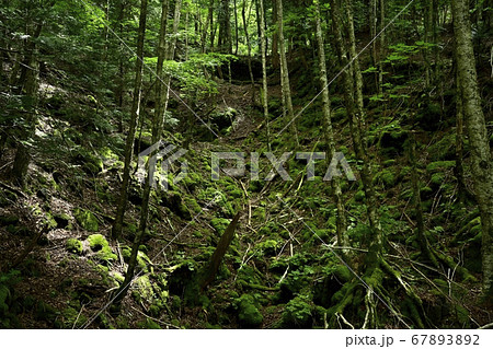 富士山麓青木ヶ原樹海の貞観噴火の火口列 67893892