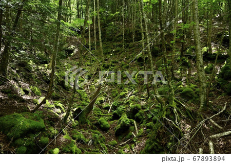 富士山麓青木ヶ原樹海の貞観噴火の火口列 67893894