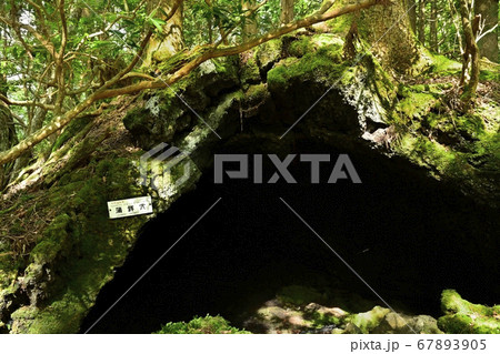 富士山麓青木ヶ原樹海の貞観噴火の溶岩流に開いた神座風穴附蒲鉾穴 67893905