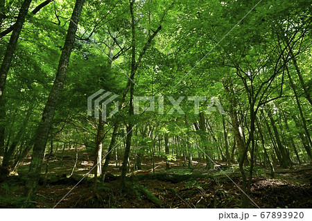 富士山麓青木ヶ原樹海境界の大室山の森 富士山麓青木ヶ原樹海境界の大室山の森 67893920