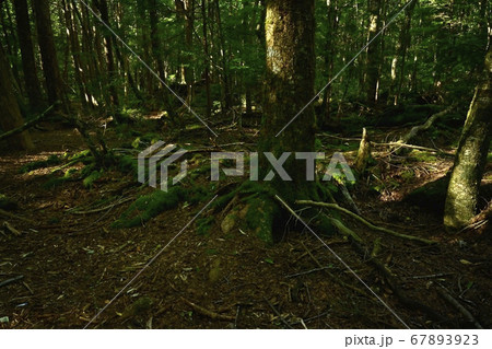 富士山麓青木ヶ原樹海の貞観噴火の溶岩流の端 67893923