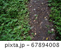 森の道 67894008