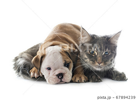 puppy english bulldog and cat puppy english bulldog and cat 67894239