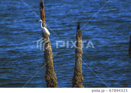 A white egret flying on a wooden pole in the sea A white egret flying on a wooden pole in the sea 67894325