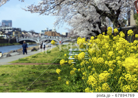 金沢の春　満開の桜と菜の花と浅野川 67894769