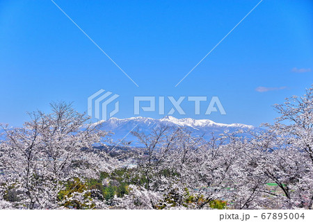 桜 67895004