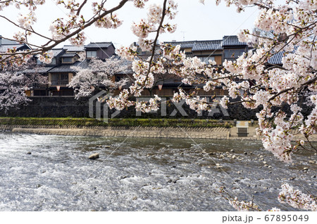 桜が満開の金沢の有名観光地　主計町茶屋街 67895049