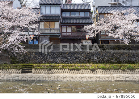 桜が満開の金沢の有名観光地　主計町茶屋街 67895050