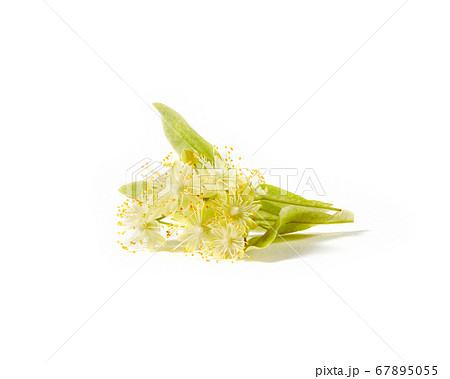 Blooming large-leaf Linden or Tilia twigs with yellow flowers. Blooming large-leaf Linden or Tilia twigs with yellow flowers. 67895055