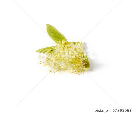 Medical plant of natural flower branch of Linden or Tilia tree. Medical plant of natural flower branch of Linden or Tilia tree. 67895063
