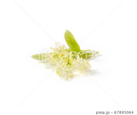 Natural branch of Linden or Tilia tree with yellow flowers. Natural branch of Linden or Tilia tree with yellow flowers. 67895064