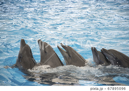 Friendly dophins swimming together in amazing dophin show at big blue pool 67895096