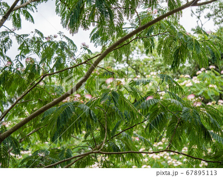 ネムノキ 67895113