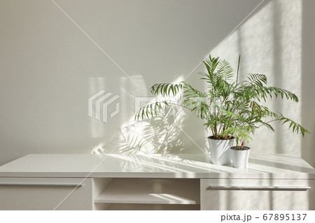 Stylish interior desk with green houseplants and shadows on the wall. 67895137