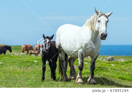 【青森県下北半島尻屋崎】津軽海峡と寒立馬の親子がいる風景 67895284