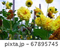 黄色い花の大群 67895745