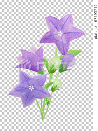桔梗のイラスト素材 [67895756] - PIXTA