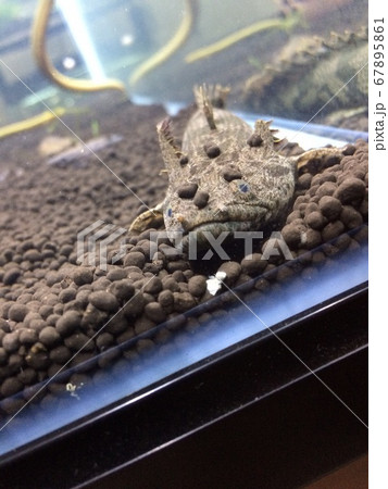 アクアリウム エンドリケリー ポリプテルス アクアリウム エンドリケリー ポリプテルス 67895861