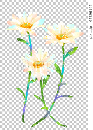 優しいタッチのデイジーイラスト 67896145