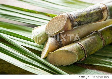 沖縄県産サトウキビ 67896409