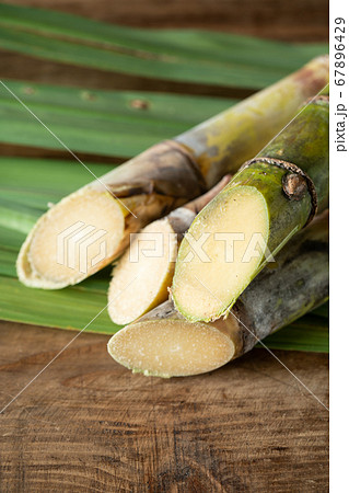 沖縄県産サトウキビ 沖縄県産サトウキビ 67896429