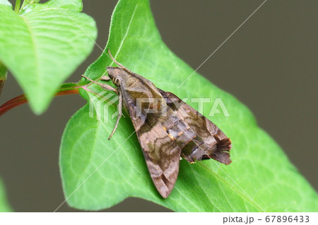 ホシホウジャク 67896433