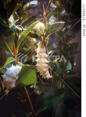 White butterfly caterpillar on a tree branch 67896577