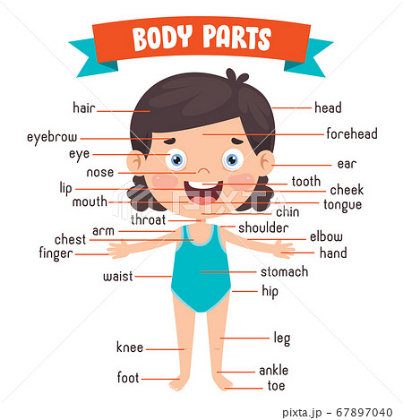 Funny Child Showing Human Body Partsのイラスト素材 [67897040] - PIXTA