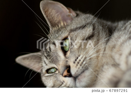 くつろぐ猫　サバトラ猫 67897291